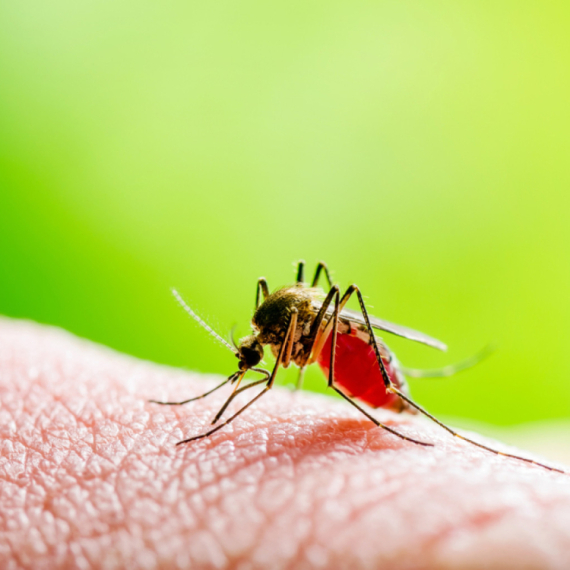 Šta je lajšmanioza za koju se sumnja da se raširila među turistima u Hrvatskoj?