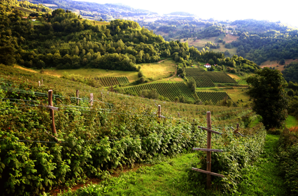 Stižu nam maline: Početna cena – 550 dinara