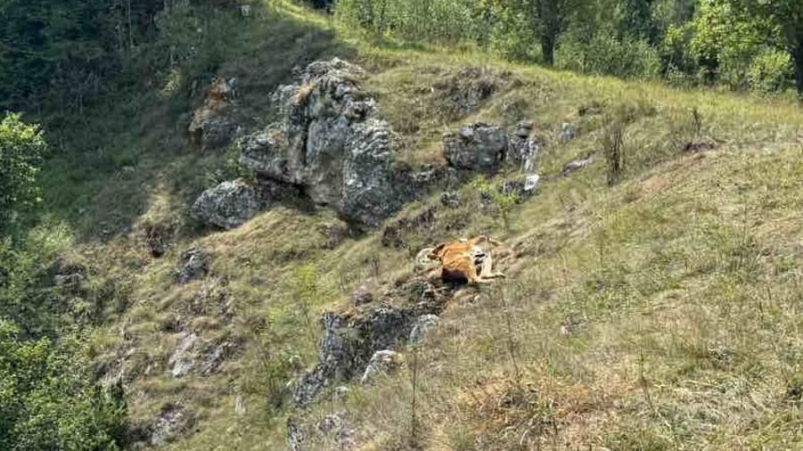 Nikad gore nije bilo, ovo je nezapamćena katastrofa: Dramatične slike sa Peštera FOTO