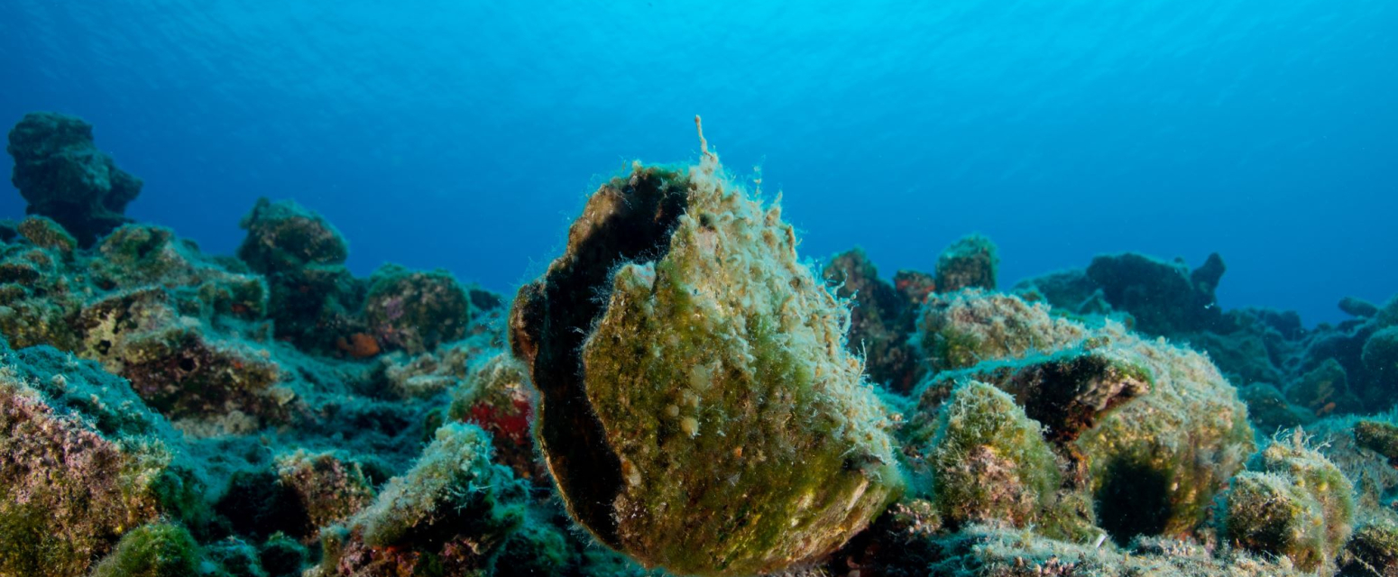 Izvadila školjku u Hrvatskoj, pa "zaradila" krivičnu prijavu