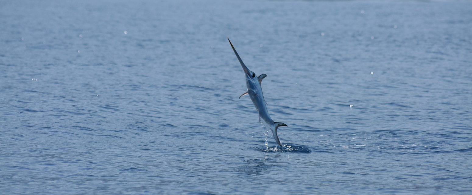 Sabljarka od dva metra napravila haos na poznatoj plaži VIDEO