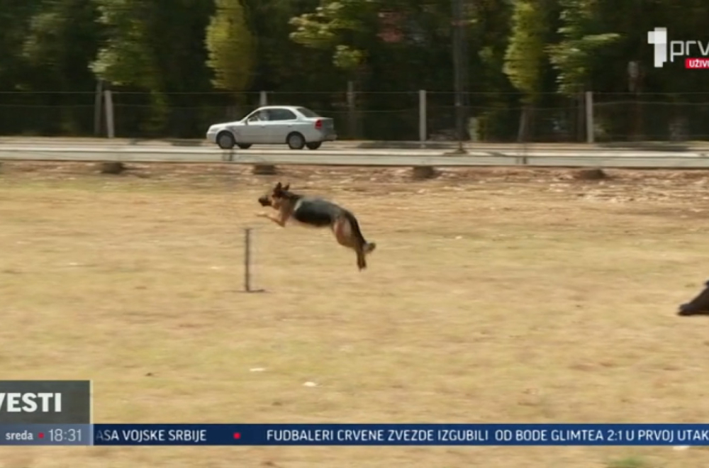 U toku najzahtevniji deo obuke u niškom Centru za obuku pasa VIDEO