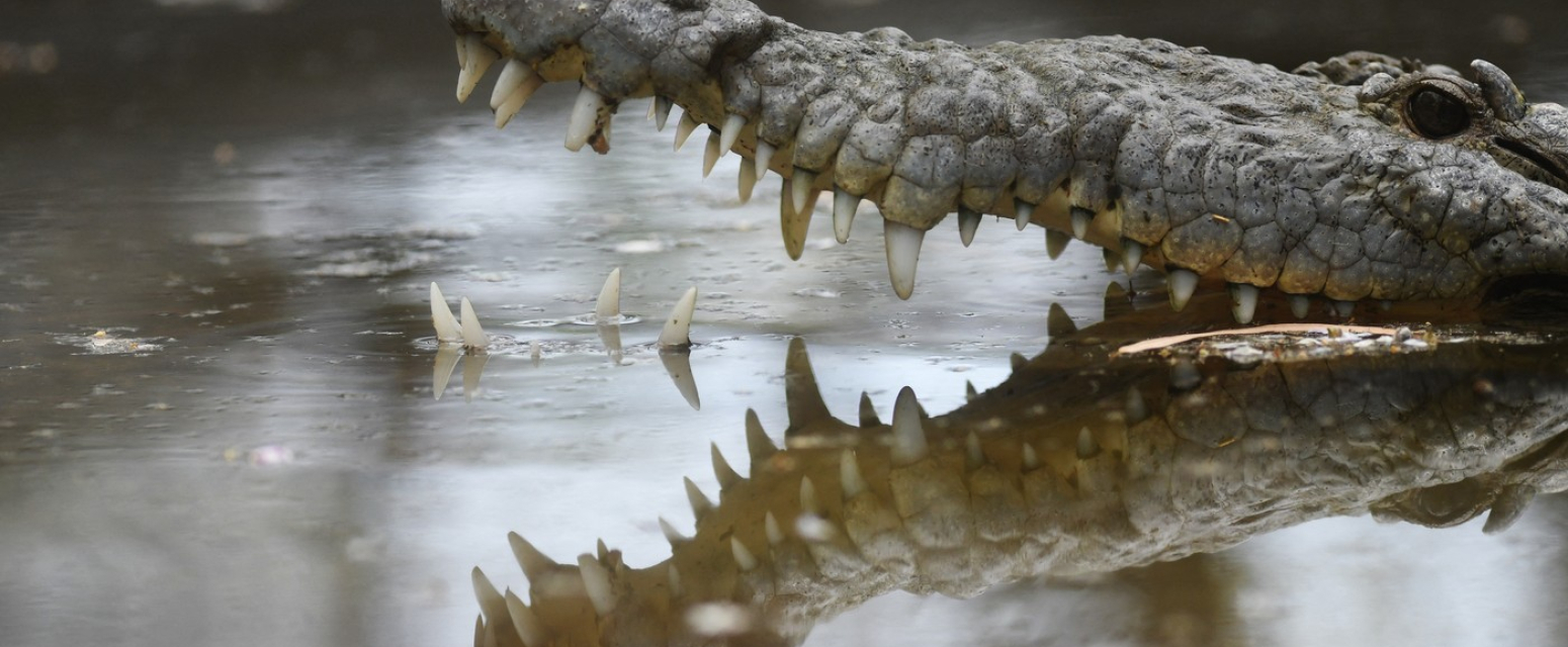 Turistu napao krokodil: Mislio je da je plastična figura, hteo da snimi selfi VIDEO