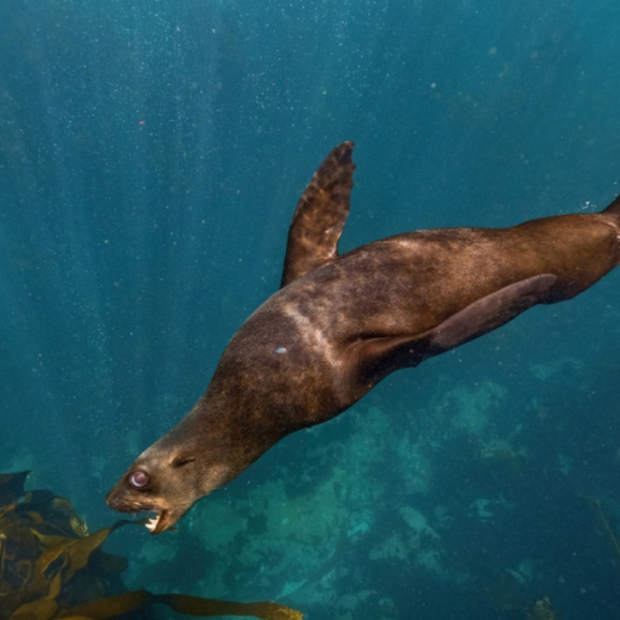 Morski lavovi okupirali plažu: Ljudima zabranjeno da im prilaze VIDEO