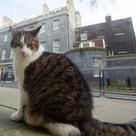 Visoki britanski zvaničnici izradili detaljan plan za slučaj smrti mačka premijera