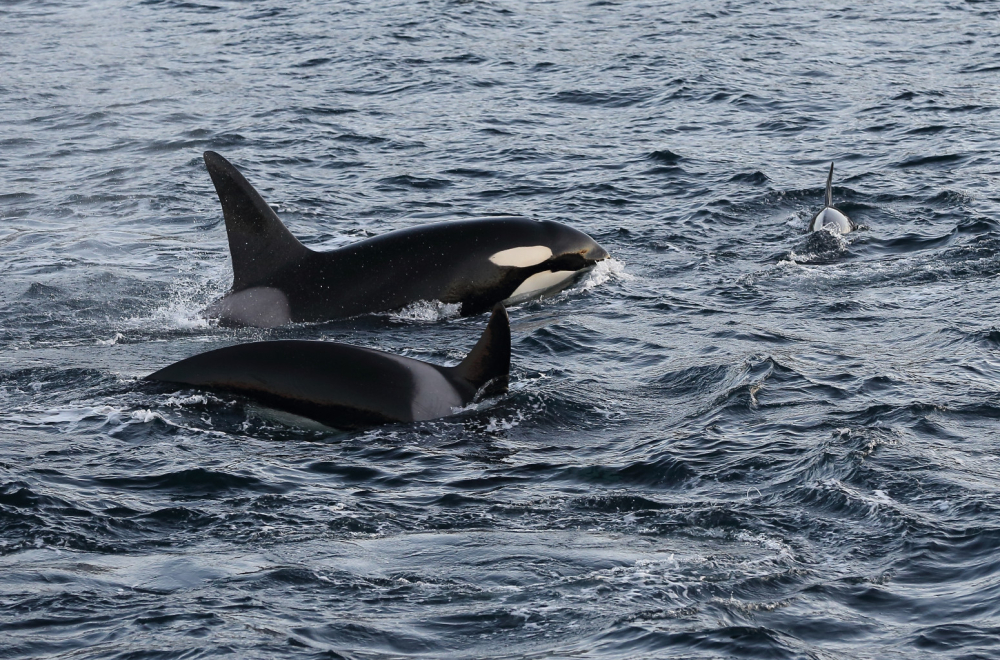 Redak i prelep prizor: U Japanu viđena bela orka FOTO