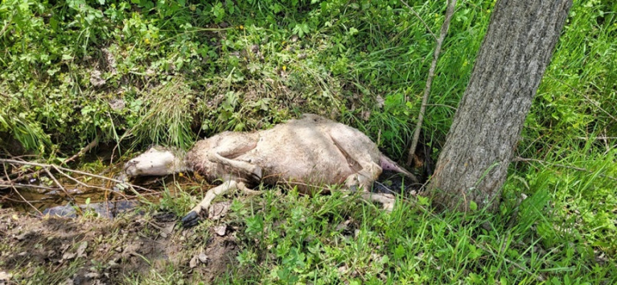 Psi lutalice uništili stado ovaca kod Sjenice: Šteta je ogromna; Meštani u strahu FOTO