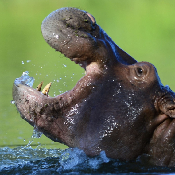 Antraks pokosio nilske konje u najstarijem nacionalnom parku Afrike FOTO