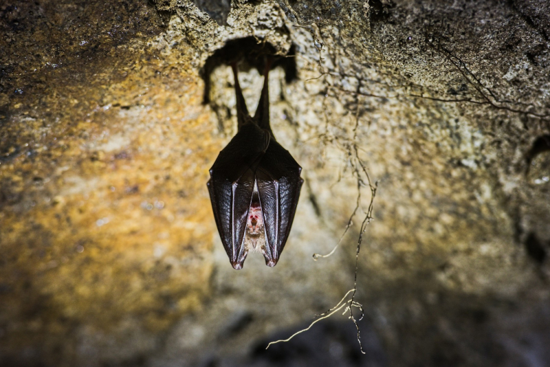 Teatar apsurda: Pljušte kazne zbog životinje koju niko nije video (ali vi hoćete) FOTO