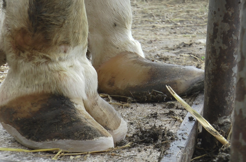 Bata Piroćanac u štali čini čuda – kozmetičar za krave