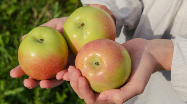Svi jedemo jabuke pogrešno: Nutricionisti otkrivaju najbolji trenutak za nju kako biste podigli energiju