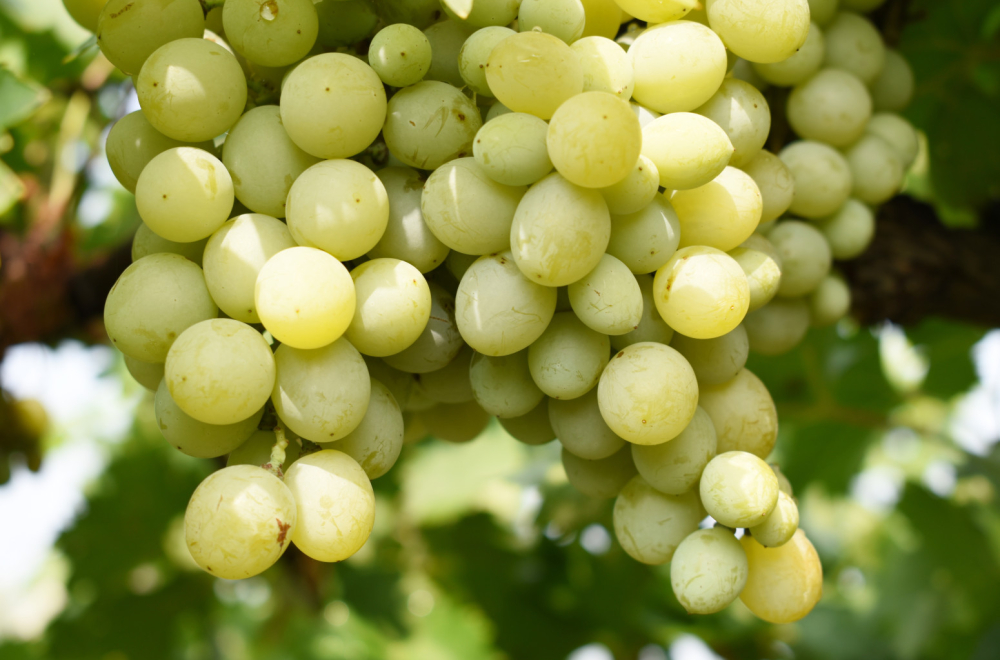 Nekada prezrena srpska sorta danas jedna od najboljih na svetu