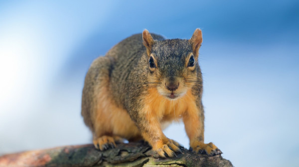 Veverica "pušila" elektronsku cigaretu u parku