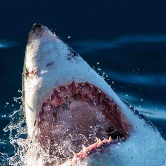 Devojka stradala u napadu bik ajkule: Muškarac teško povređen
