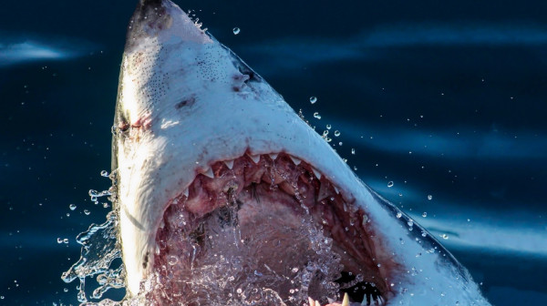 Dečaka napala ajkula na popularnoj plaži: Lekari mu se bore za život FOTO