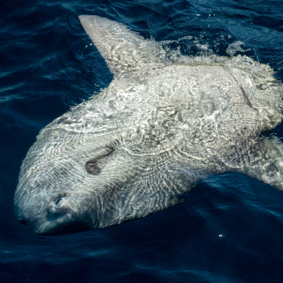 Džinovsko stvorenje pronašli na obali: Ljudi mu prišli, a onda se desilo ovo FOTO