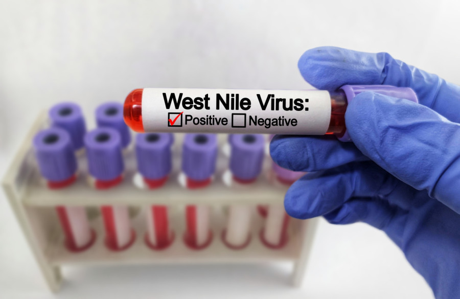 Opasan virus pogađa Evropu jače nego ikad; Stručnjak apeluje: Pojavljuje se tamo gde ga pre nije bilo