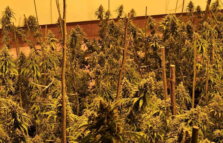 Veliko hapšenje u Kruševcu: Uhapšeno više osoba; Pronađena laboratorija marihuane FOTO