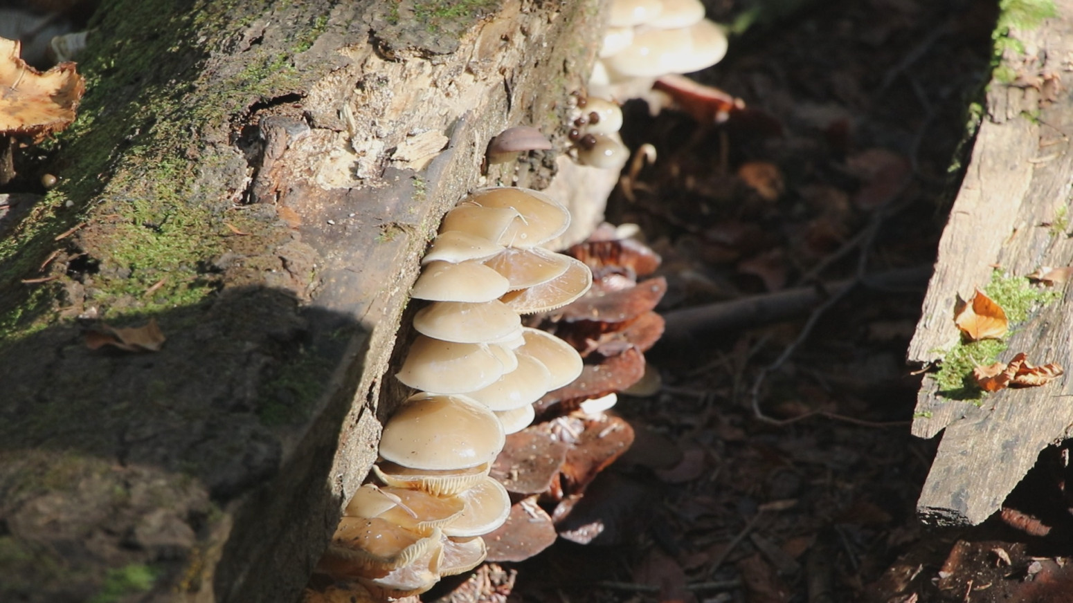 Ovu srpsku planinu Đoković obožava: Ona krije neverovatne bisere prirode FOTO