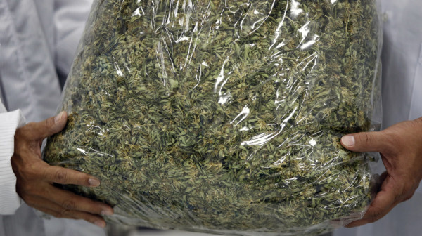 Potpisano: Marihuana može da se koristi u medicinske svrhe
