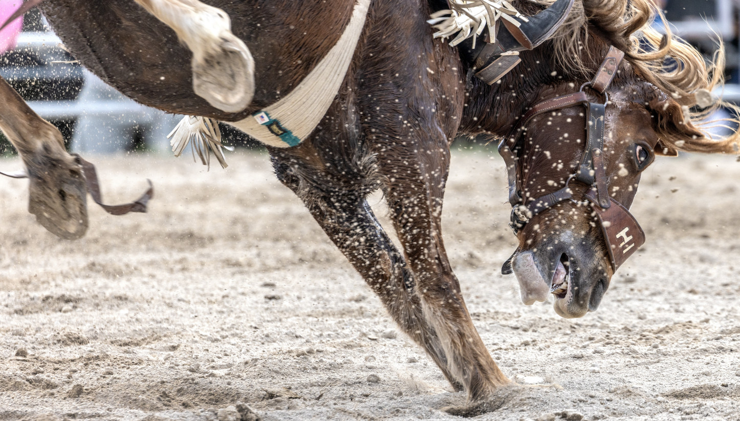 Tragedija na kragujevačkom hipodromu: Otrovano 15 konja, petoro uginulo
