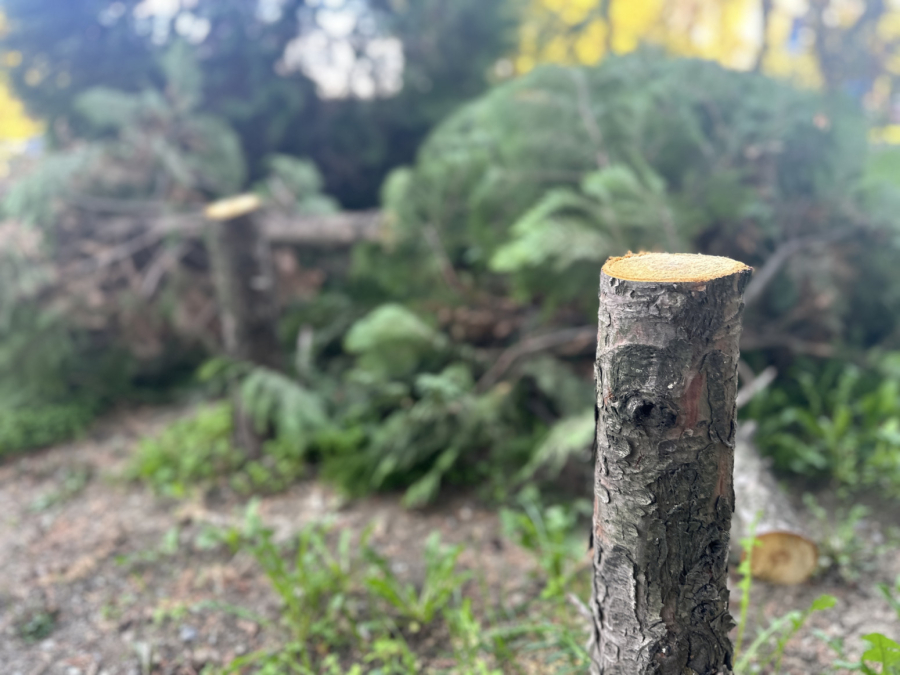 Čula sam testeru, a potom videla kako beži: Čačani besni zbog ovoga FOTO