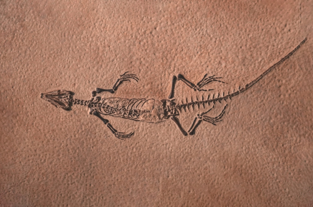 Fosilni ostaci dinosaurusa iz perioda Jure na aukciji u Londonu