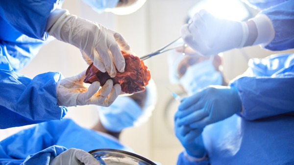 Do 2030. godine bi mogla da se odgoji genetski idealna svinja za doniranje organa