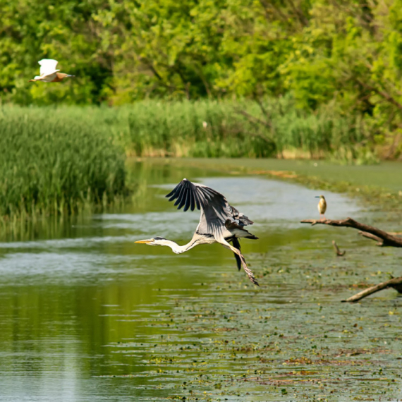 Ovo je jedno od najlepših mesta u Srbiji; Malo ko zna za njega, a važno je za celu Evropu