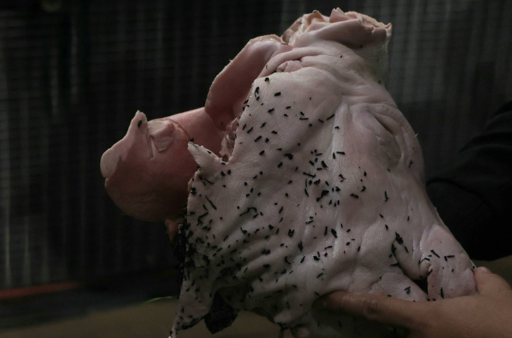 Svinjska glava ponovo na terenu: "Umalo sam slomio nogu" VIDEO