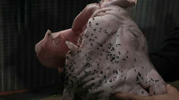 Svinjska glava ponovo na terenu: "Umalo sam slomio nogu" VIDEO