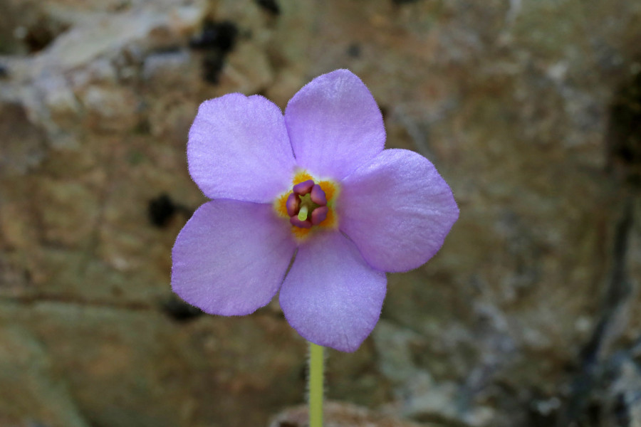 Srbija obeležava Dan primirja