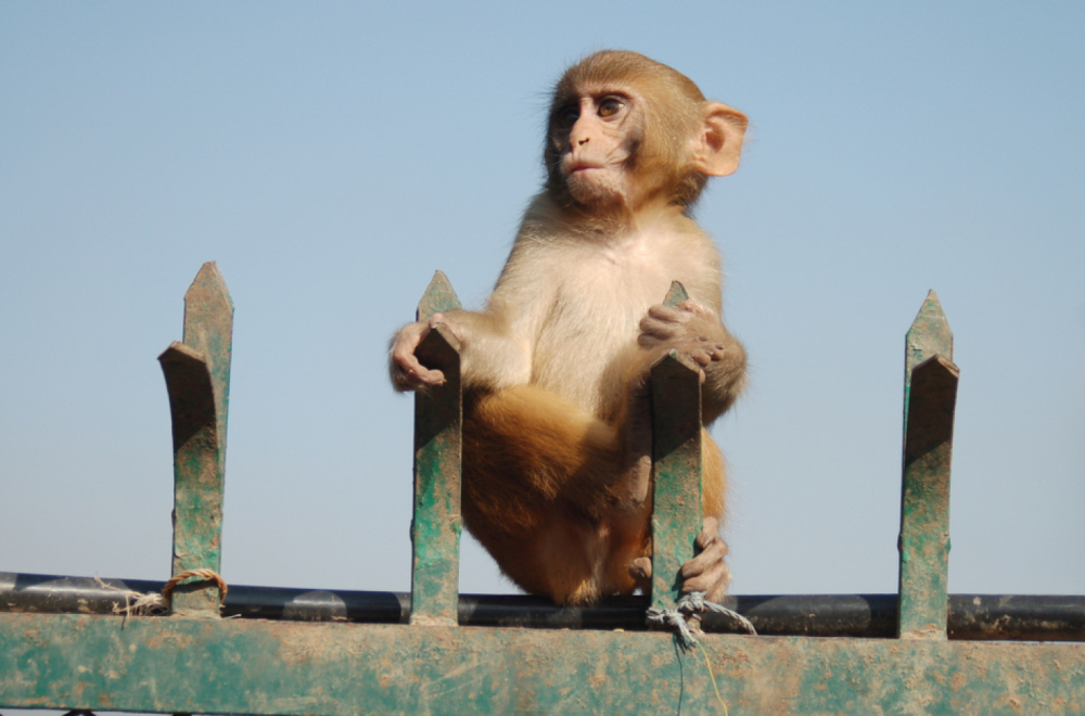 Majmuni pobegli iz laboratorije, vlasti poručuju: "Zaključajte svoje domove" FOTO