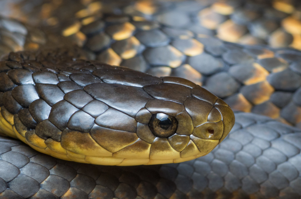 Haos u Novom Pazaru: U holu zgrade pronađena otrovna zmija