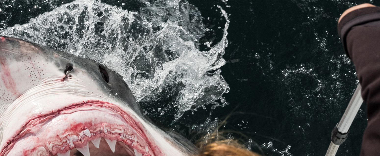 More izbacilo ogromnu ajkulu na obalu plaže: "Koji je monstrum ovo uradio?" VIDEO