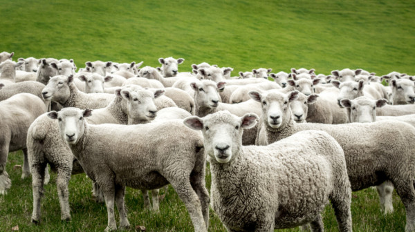Vuna teško do tržišta: Prirodno vlakno izgubilo bitku sa plastikom