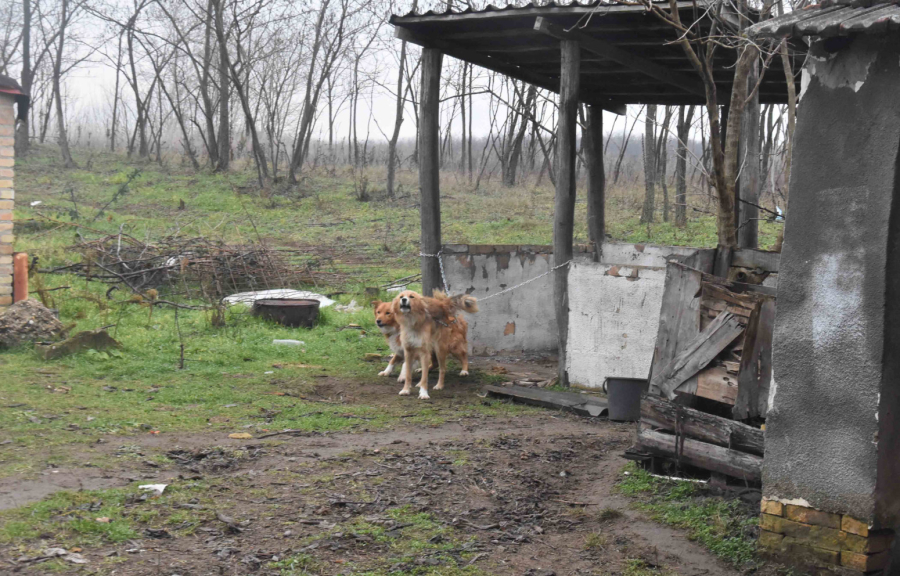 Užas u Subotici: Policija zatekla 50 pasa u nehumanim uslovima FOTO