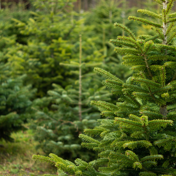 Obeleženo 150 godina od otkrića Pančićeve omorike; Sara Pavkov: Očuvati prelepo područje