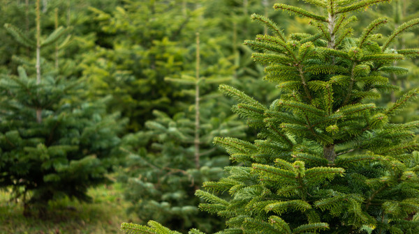 Počinje prodaja novogodišnjih jelki sa busenom: Evo na kojim lokacijama u gradu