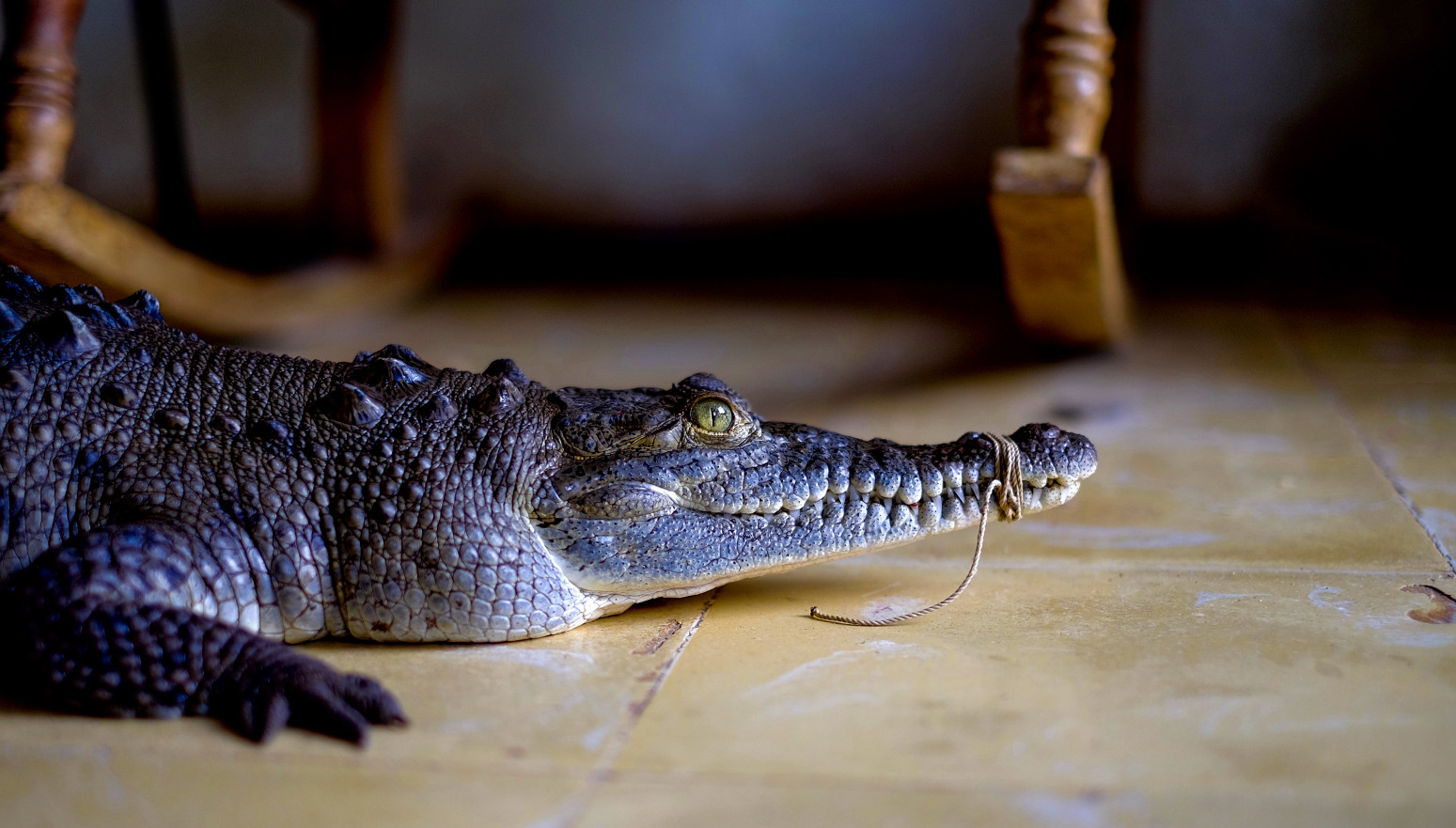 Nezvan gost na bazenu: Krokodil ušetao u luksuzni hotel; gosti u neverici