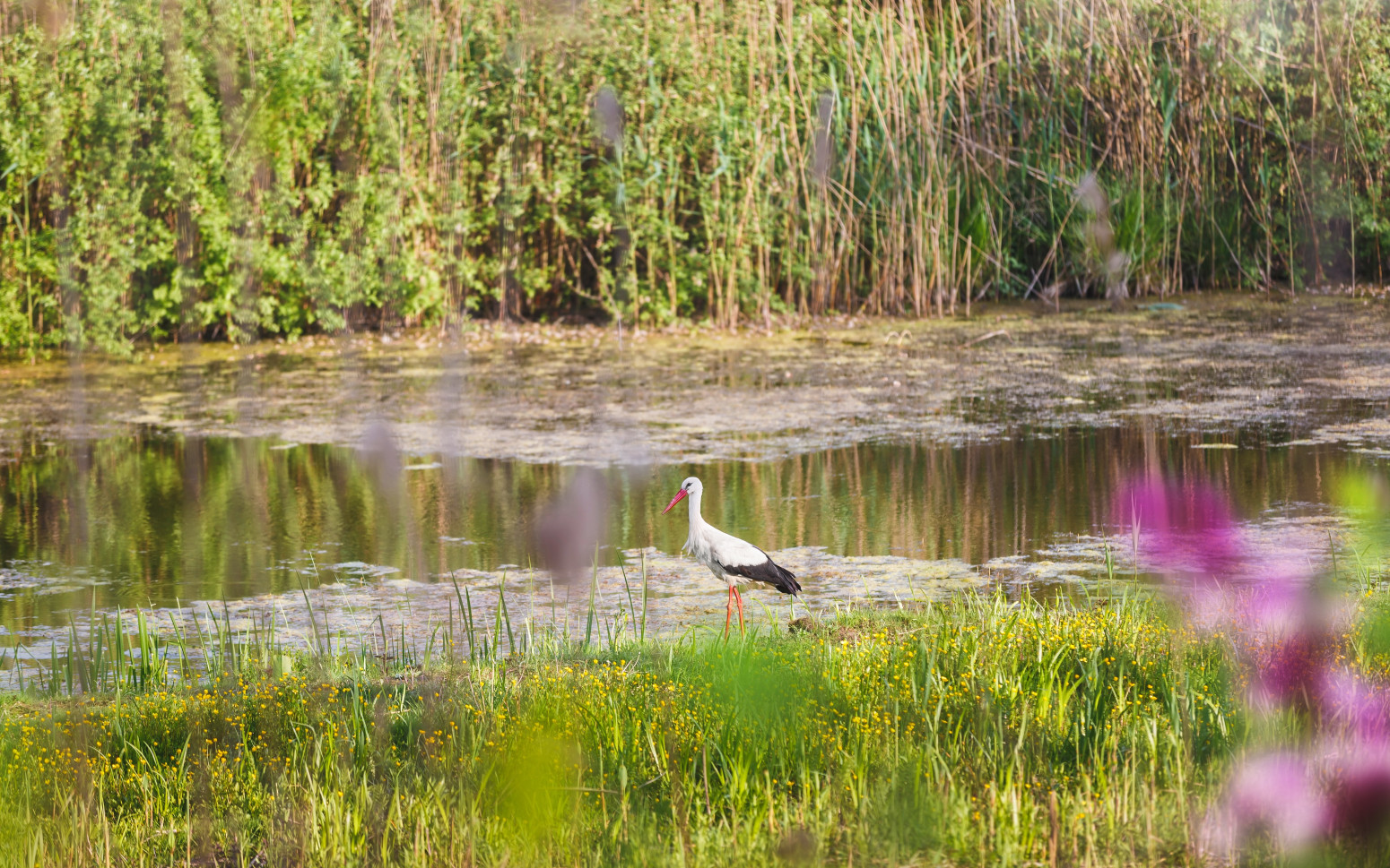 Do sada su bili ugrožena vrsta: U Srbiju stiglo krdo divljih rečnih bivola FOTO