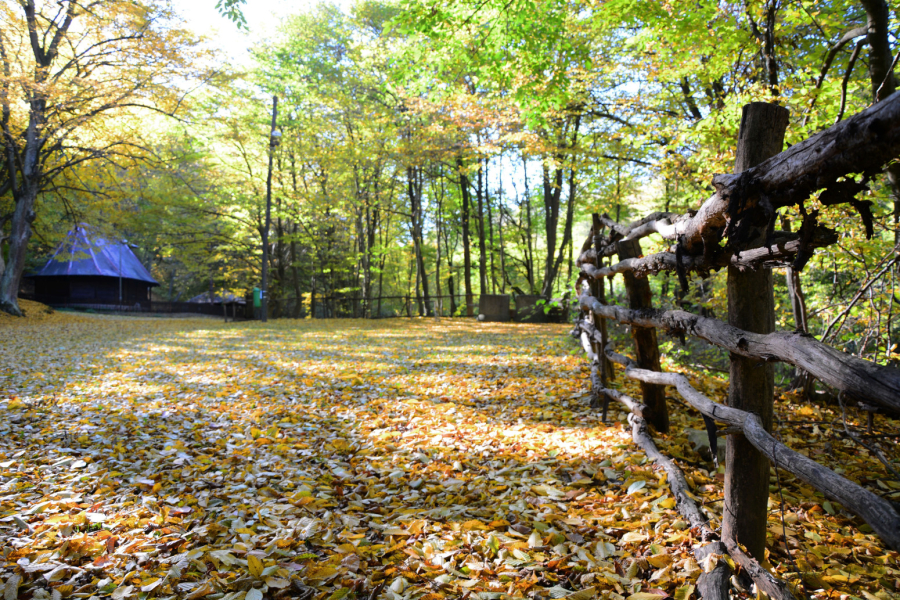 Planina na sat vremena od Beograda: Idealna za vikend turu