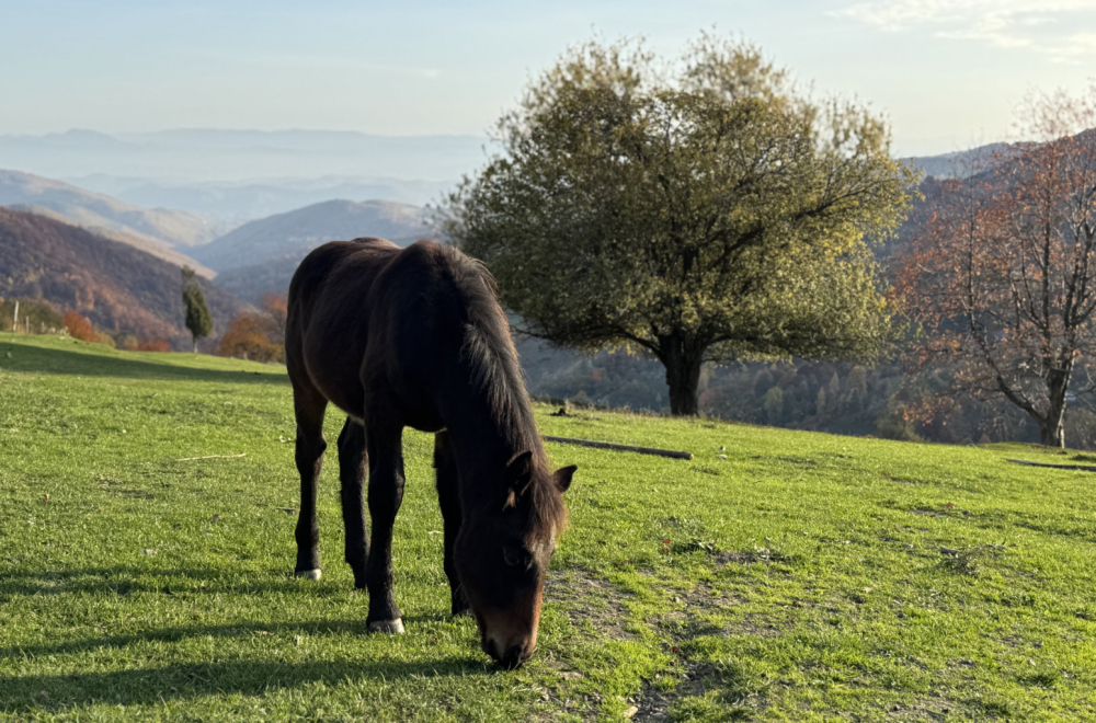 Domaćin sa Golije poklanja 10 ari zemlje: Ima samo jedan uslov FOTO