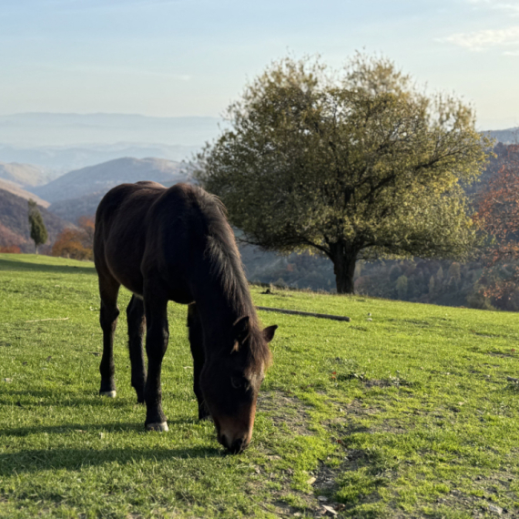 Domaćin sa Golije poklanja 10 ari zemlje: Ima samo jedan uslov FOTO