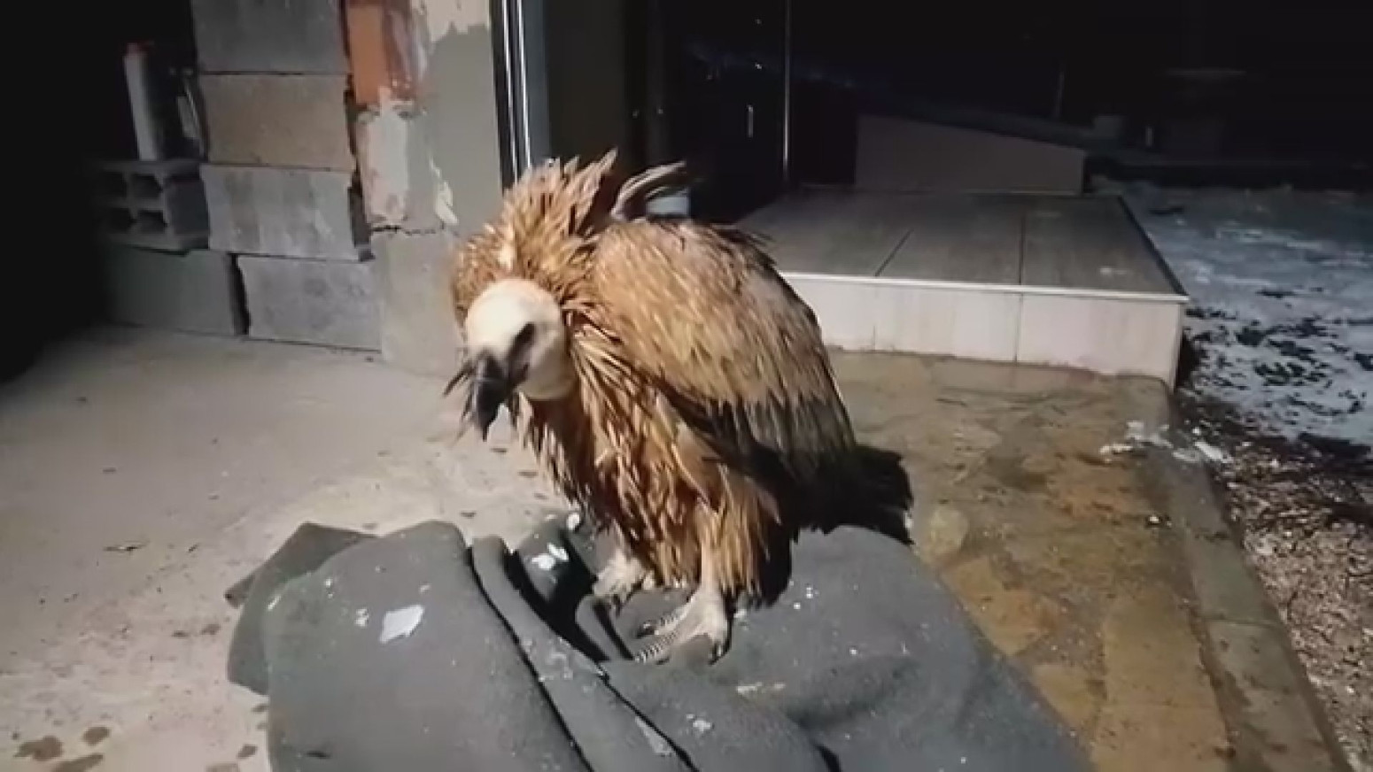 Drama u selu Sedobro