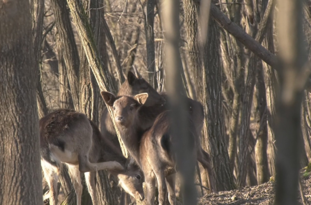 U okolini Batočine neobična farma: O čemu je reč? FOTO