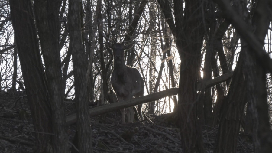 U okolini Batočine neobična farma: O čemu je reč? FOTO
