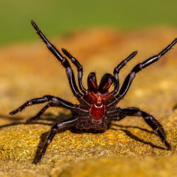 Australijski zoo pozvao na donaciju smrtonosnih paukova: Evo zašto su im potrebni