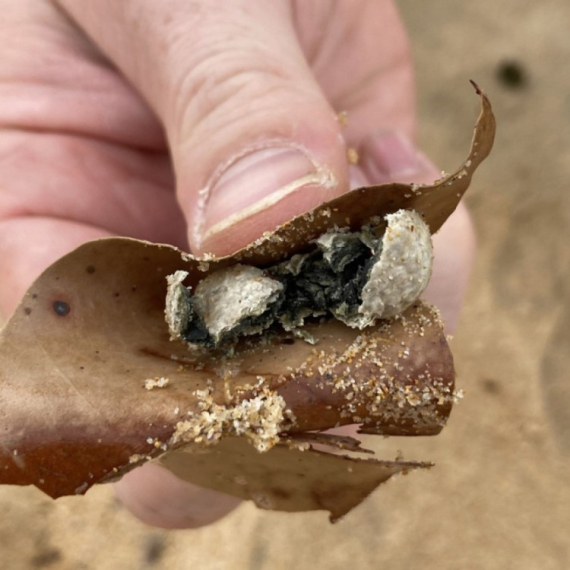 Konačno otkriveno: Misteriozne loptice na poznatim plažama pune bakterija; U toku detaljne analize FOTO