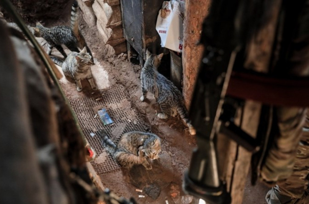 "Čujemo mjaukanje, a čeka nas smrt"